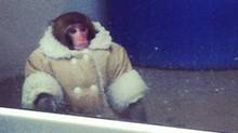 A monkey found at the Ikea store in North York, Toronto, Sunday Dec. 9, 2012 (Lisa Lin)